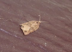 Planotortrix notophaea