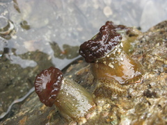 Isactinia olivacea