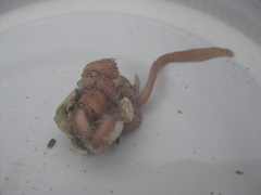 Baseodiscus delineatus