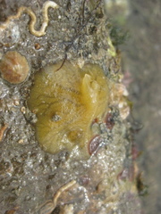 Timea aurantiaca