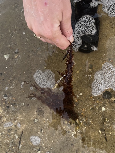 Sargassum filipendula observed 2024-07-20