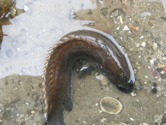 Acanthoclinus marilynae