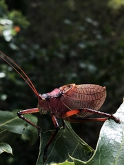 Paracyrtophyllus robustus