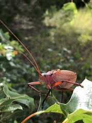 Paracyrtophyllus robustus