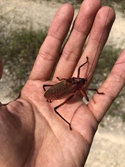 Paracyrtophyllus robustus