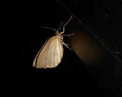 Sestra humeraria