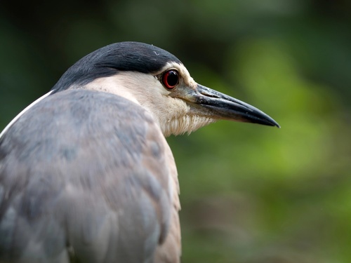 Martinete común (Nycticorax nycticorax)