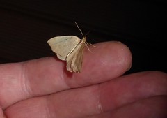 Sestra humeraria