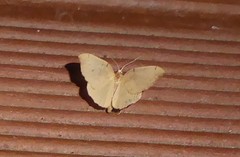 Sestra humeraria