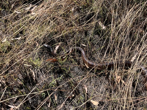 Black-headed Python sighting