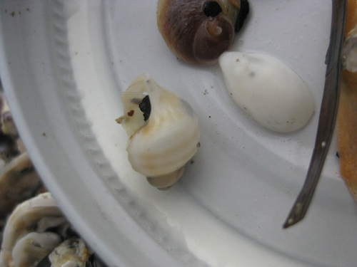 Struthiolariidae