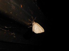 Sestra humeraria