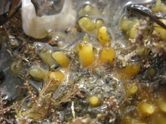 Ciocalypta penicillus