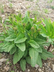 Rumex lapponicus
