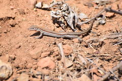 Aspidoscelis hyperythrus beldingi