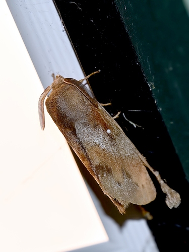 Pine-tree Lappet, Nunspeet, Nederland, photo 9 of 10