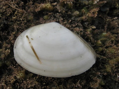 Bartschicoma