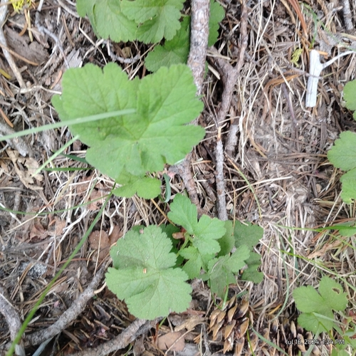 Crater Lake currant (Ribes erythrocarpum)