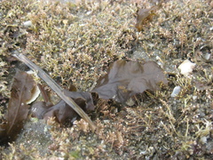 Carpophyllum flexuosum