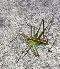 Obolopteryx catinata