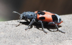 Enoclerus eximius