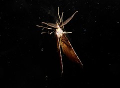 Chalastra pellurgata