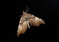 Chalastra pellurgata