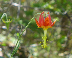 Aquilegia eximia