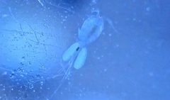 Cyclopidae