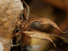 Australomisidia ergandros