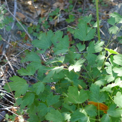 Aquilegia eximia