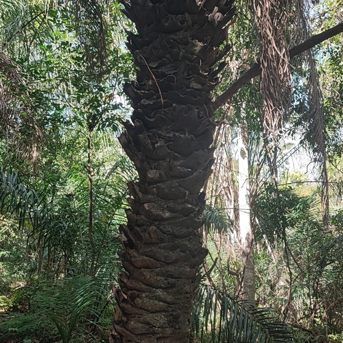 Image of Attalea phalerata by (c) Thomaz Ricardo Favreto Sinani, some rights reserved (CC BY)