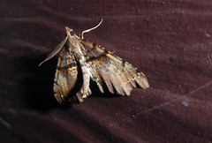 Chalastra pellurgata