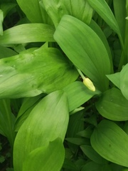 Allium ochotense