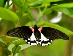 Papilio rumanzovia