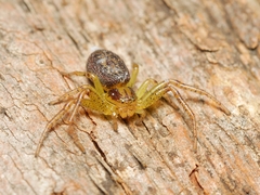 Australomisidia ergandros