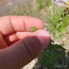 Eucephalus ledophyllus, photograph Bryce, CC BY, iNaturalist via GBIF