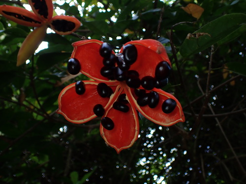 Image of Sterculia lanceolata by (c) W Rao, some rights reserved (CC BY)
