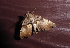 Chalastra pellurgata