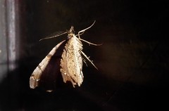 Chalastra pellurgata