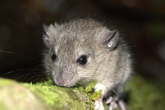 Fawn-Footed Melomys photo 2