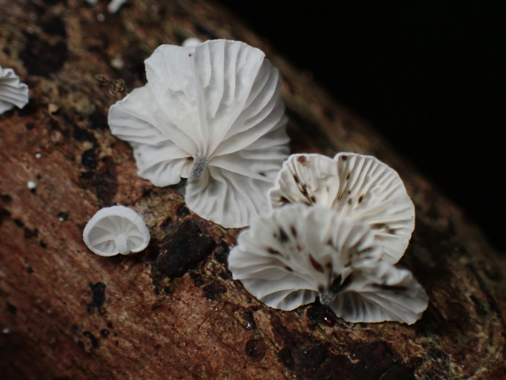 Campanella junghuhnii