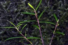 Nestegis montana