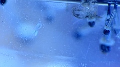 Cyclopidae