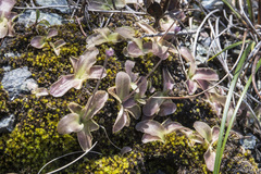 Pinguicula macroceras