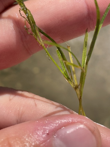 Image of Berchtold's Pondweed (Potamogeton berchtoldii) by (c) Sam Turner, some rights reserved (CC BY)