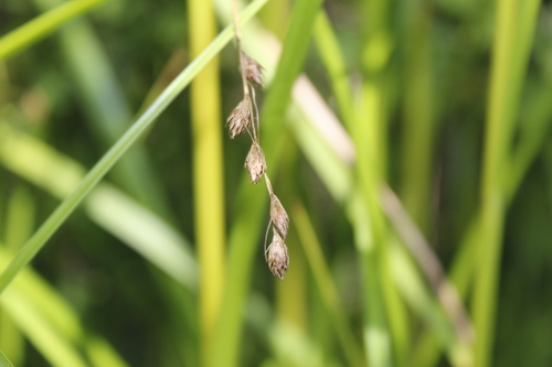 Image of Carex hormathodes by (c) Alex Karasoulos, some rights reserved (CC BY)