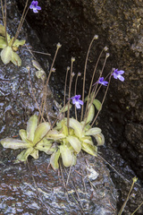Pinguicula macroceras
