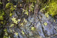 Pinguicula macroceras