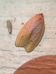 Sparganothis distincta